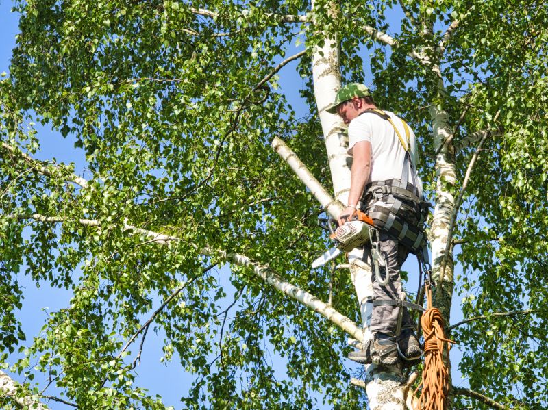 Birch Tree Removal in Aiken, SC