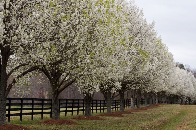 Bradford Pear Tree Pruning in Reno, NV
