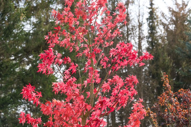 Japanese Maple Pruning in Allentown, PA