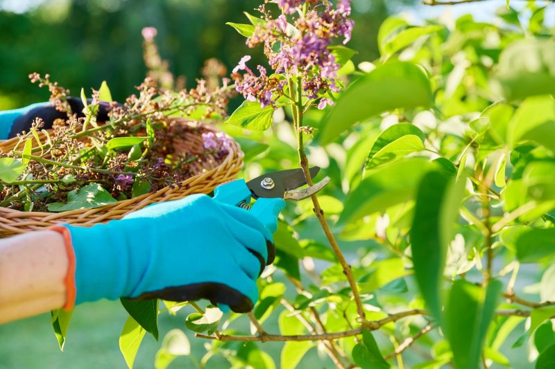 Rhododendron Pruning in Rockwall, TX