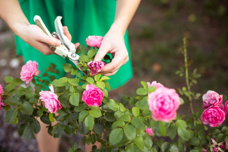 Rose Bush Pruning in Aiken, SC