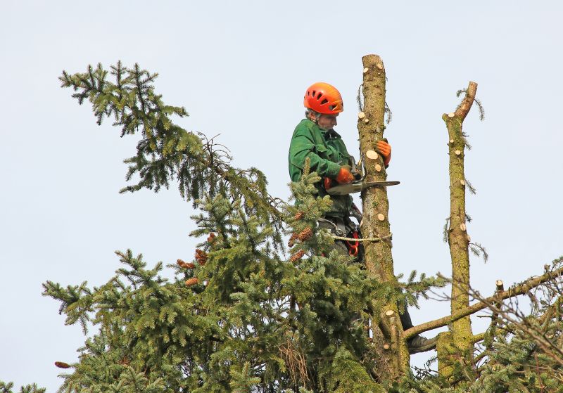 Local Tree Cutting pros at work