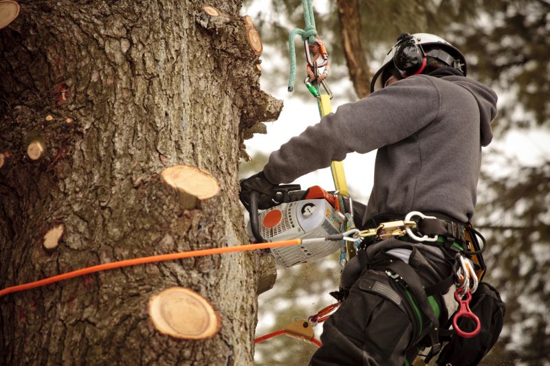 Tree Cutting