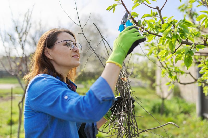 Apple Tree Pruning in Doylestown, PA