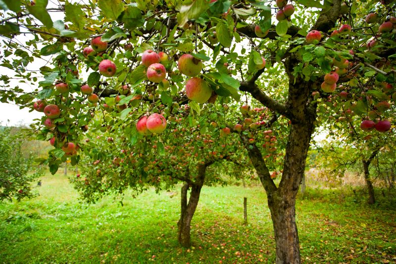 Apple Tree Pruning in Pottstown, PA