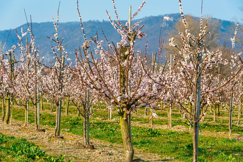 Apple Tree Pruning in Pottstown, PA