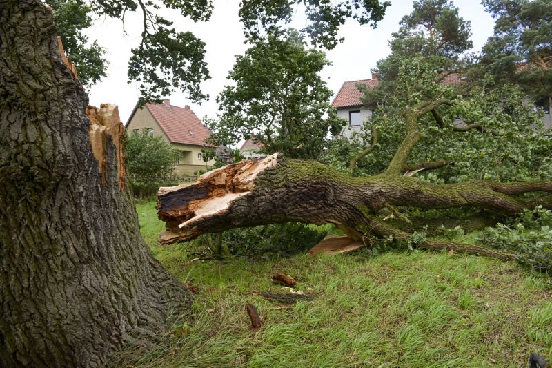 Apple Tree Removal in Aiken, SC