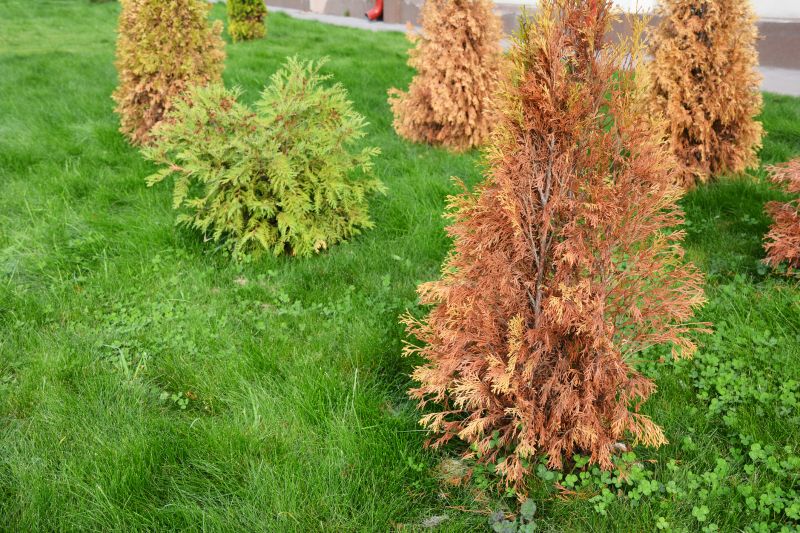 Arborvitae Pruning in Rockwall, TX