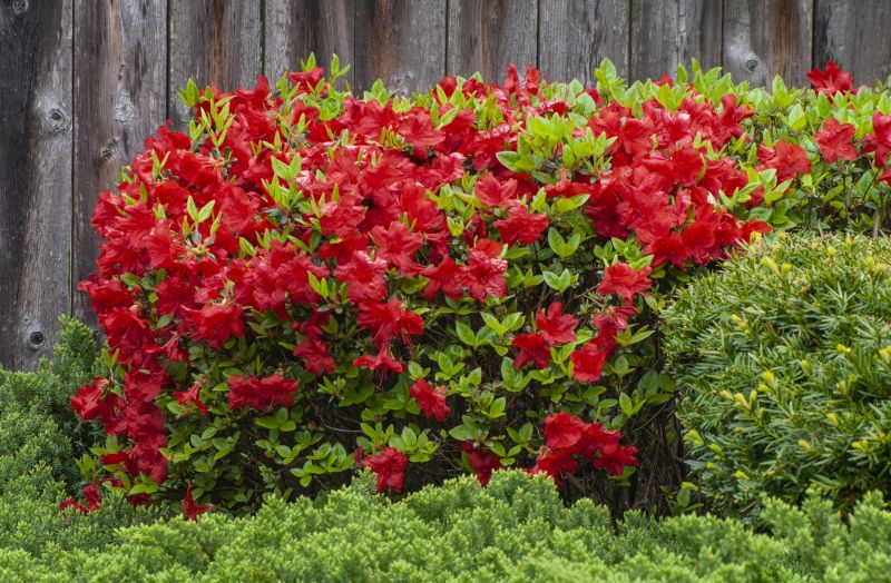 Azalea Pruning in Rockwall, TX