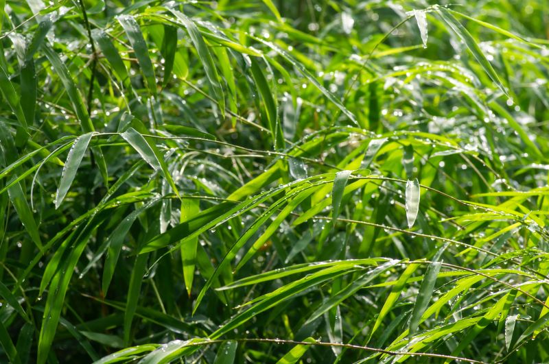 Bamboo Trimming in Aiken, SC