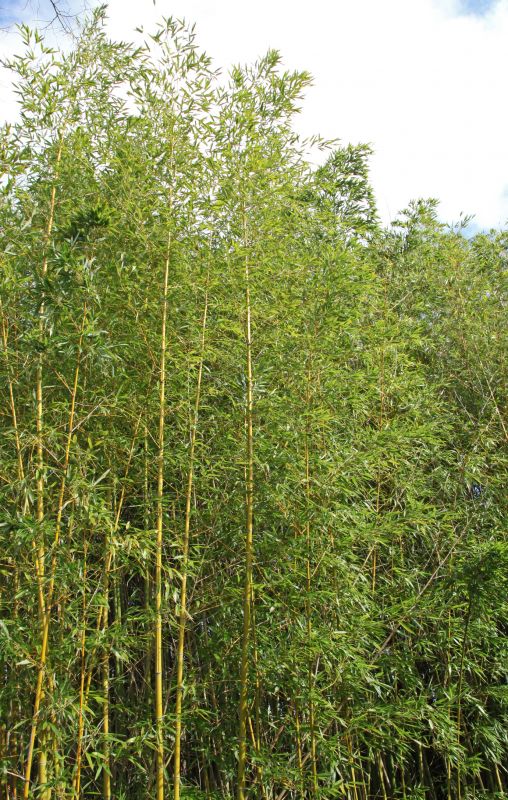 Bamboo Trimming in Aiken, SC