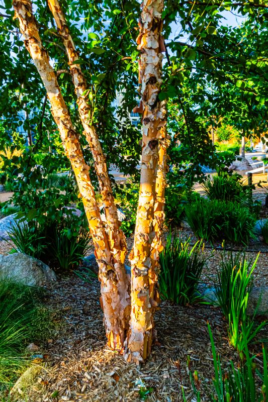 Birch Tree Pruning in Pottstown, PA