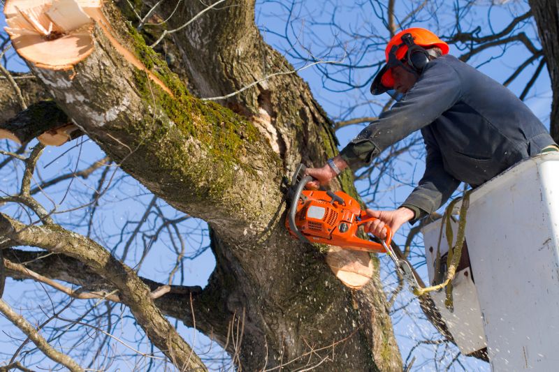 Birch Tree Removal in Montgomery County, PA