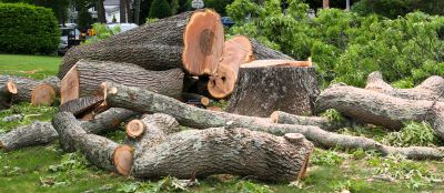 Birch Tree Removal in Doylestown, PA