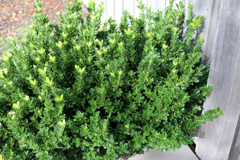 Boxwood Trimming in Rockwall, TX