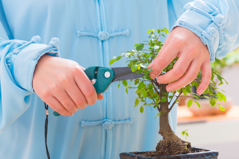 Boxwood Trimming in Rockwall, TX