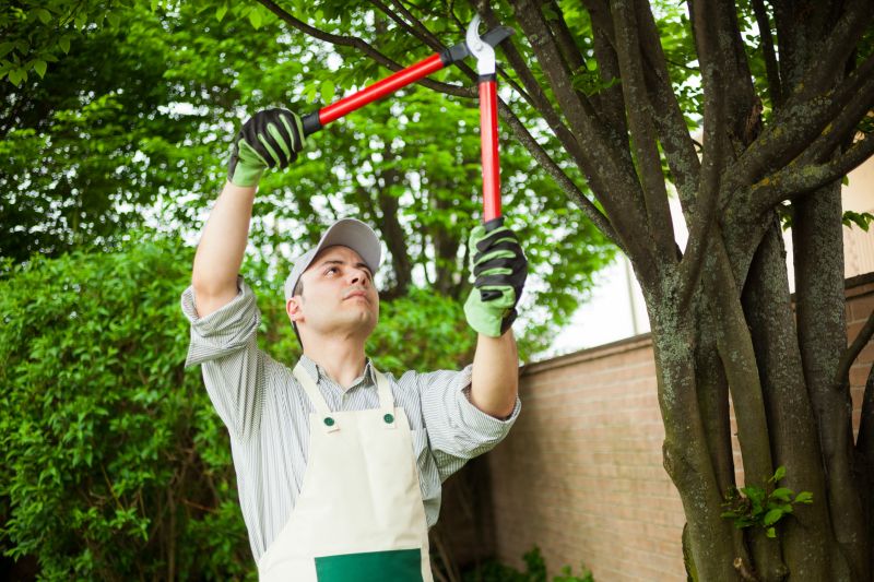 Bradford Pear Tree Pruning in Pottstown, PA
