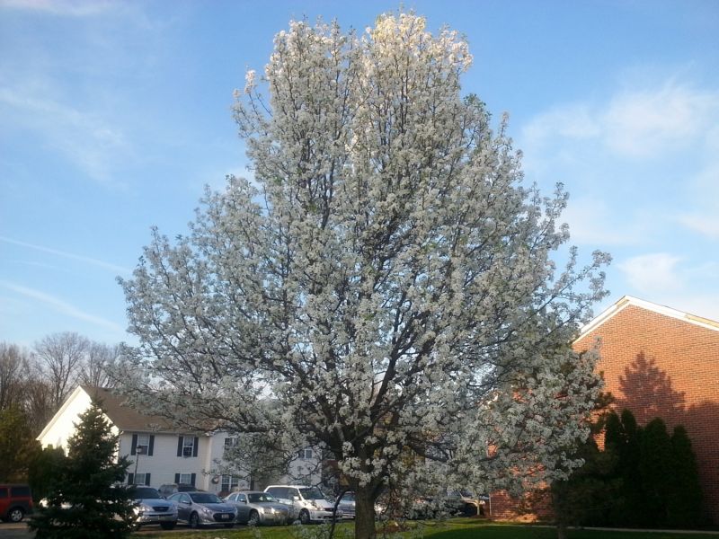 Bradford Pear Tree Pruning in Aiken, SC