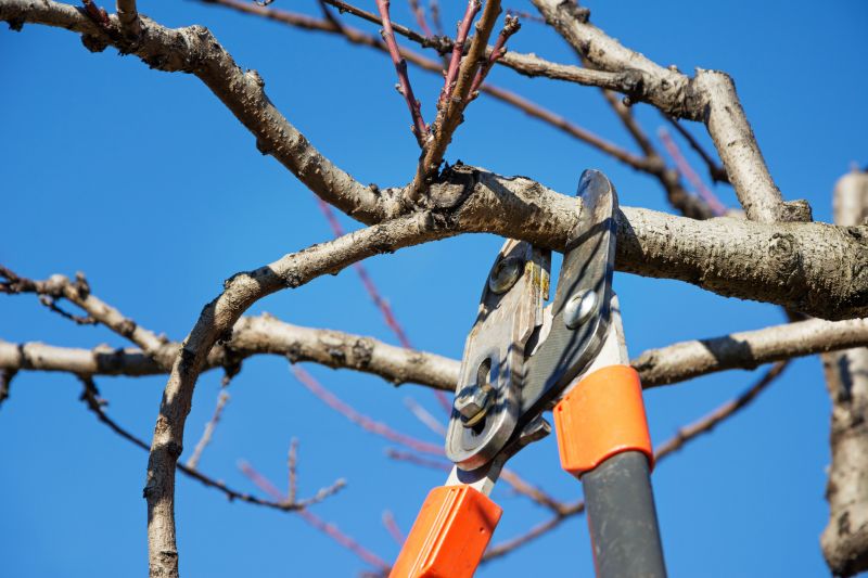 Bradford Pear Tree Pruning in Aiken, SC