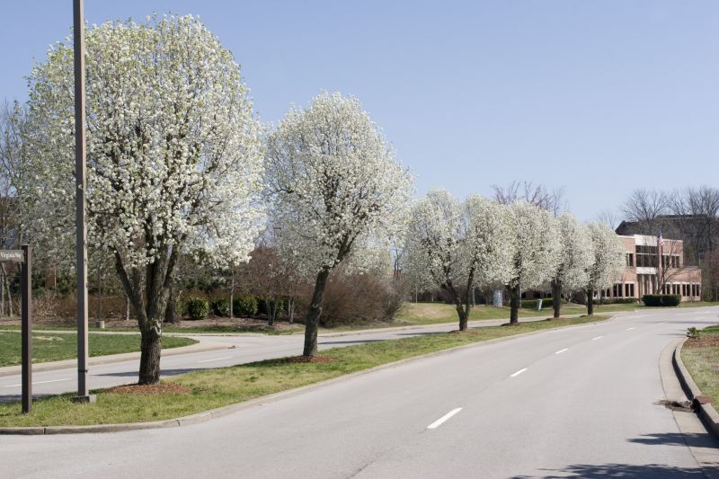 Bradford Pear Tree Pruning in Doylestown, PA