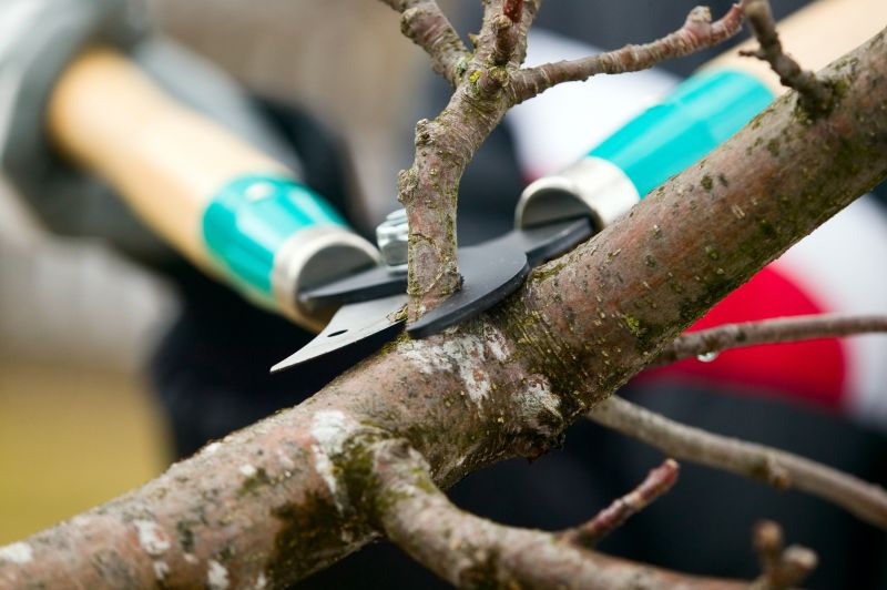 Branches Pruning in Allentown, PA