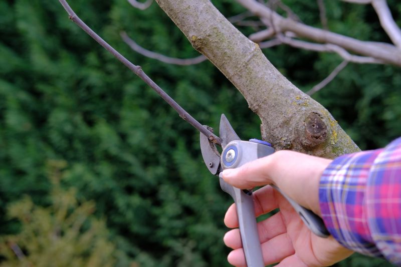 Branches Pruning in Aiken, SC