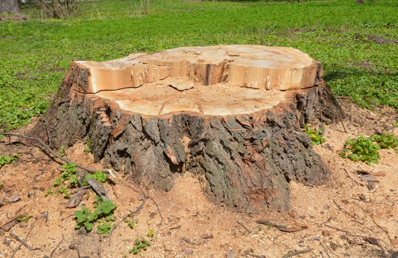 Bush Stump Grinding in Calvert County, MD