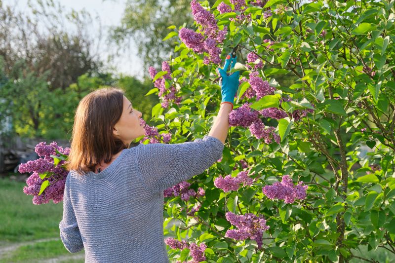 Butterfly Bush Pruning in Ventura County, CA