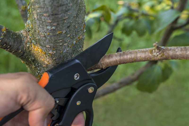 Canopy Pruning in San Jose, CA