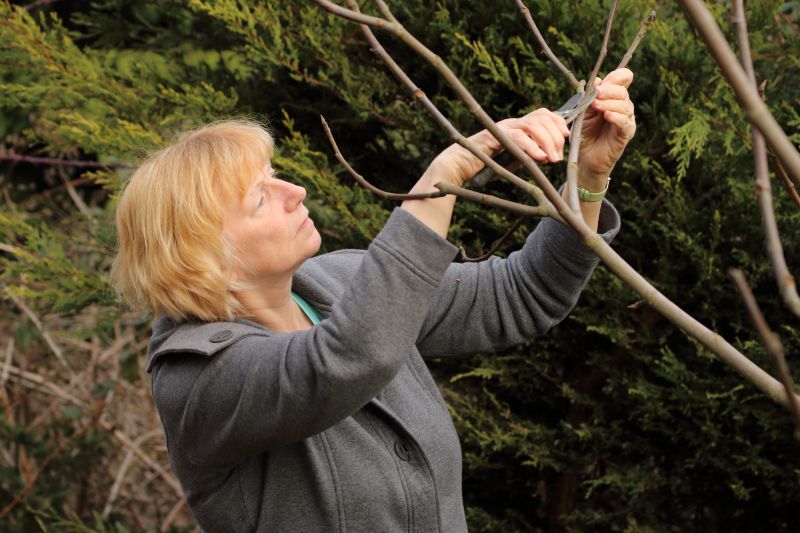 Cedar Tree Pruning in Pottstown, PA
