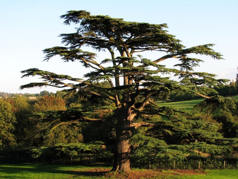 Cedar Tree Pruning in Doylestown, PA