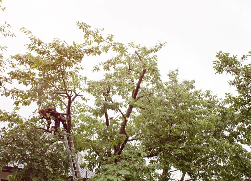 Commercial Tree Trimming in Pottstown, PA