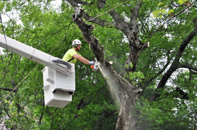 Commercial Tree Trimming in Montgomery County, PA
