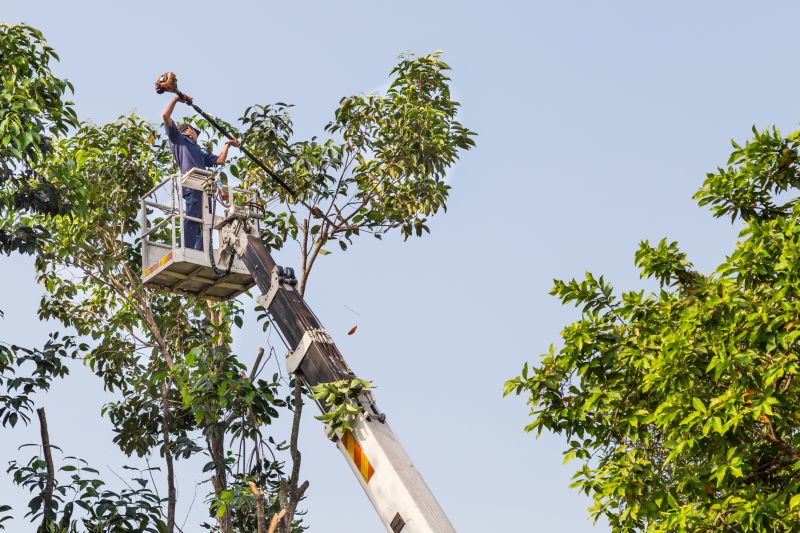 Commercial Tree Trimming in Doylestown, PA