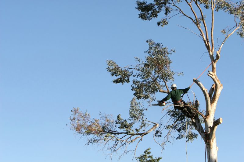 Commercial Tree Trimming in Aiken, SC