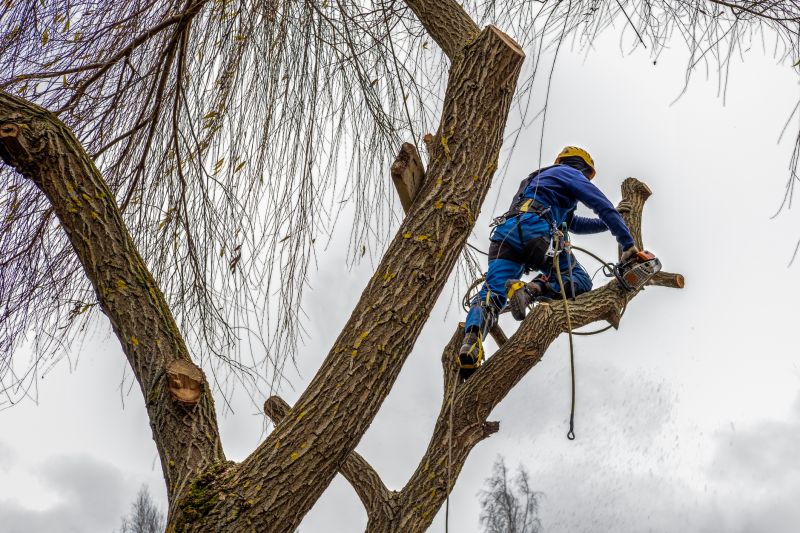 Tree Cutting