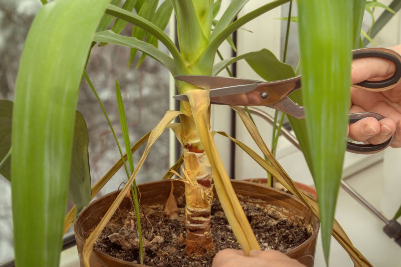 Crape Myrtle Pruning in Honolulu, HI