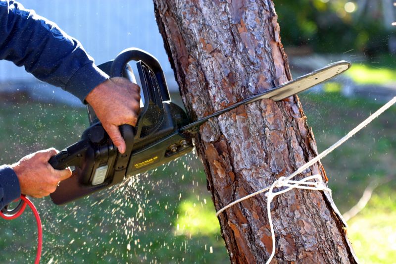 Cypress Tree Removal in Reno, NV