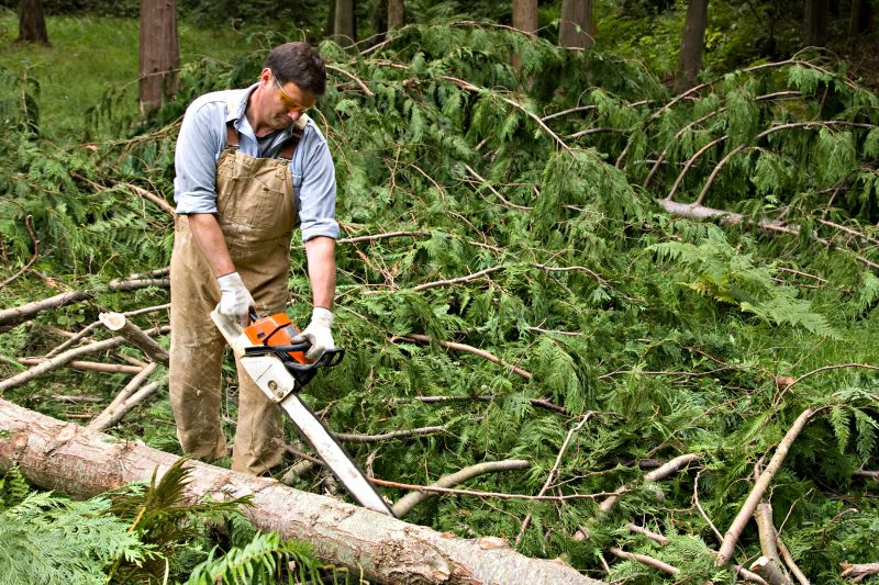 Cypress Tree Removal in Doylestown, PA