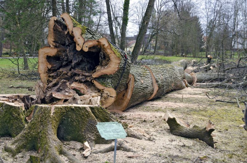 Dead Tree Removal in Montgomery County, PA