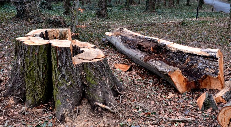 Dead Tree Removal in Aiken, SC
