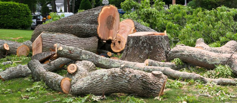Dead Tree Removal in Aiken, SC