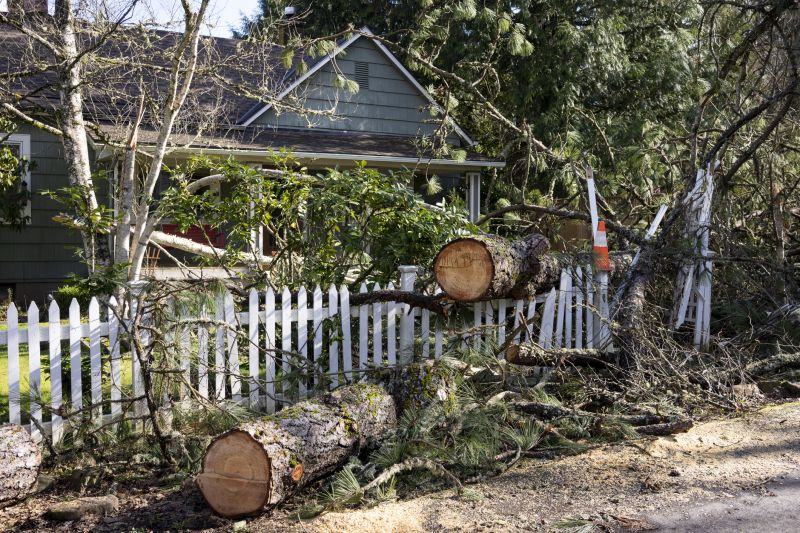 Deadwood Removal in San Jose, CA