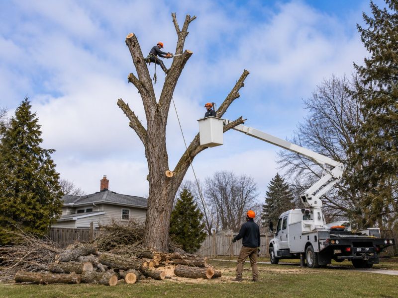 Dogwood Tree Removal in Allentown, PA
