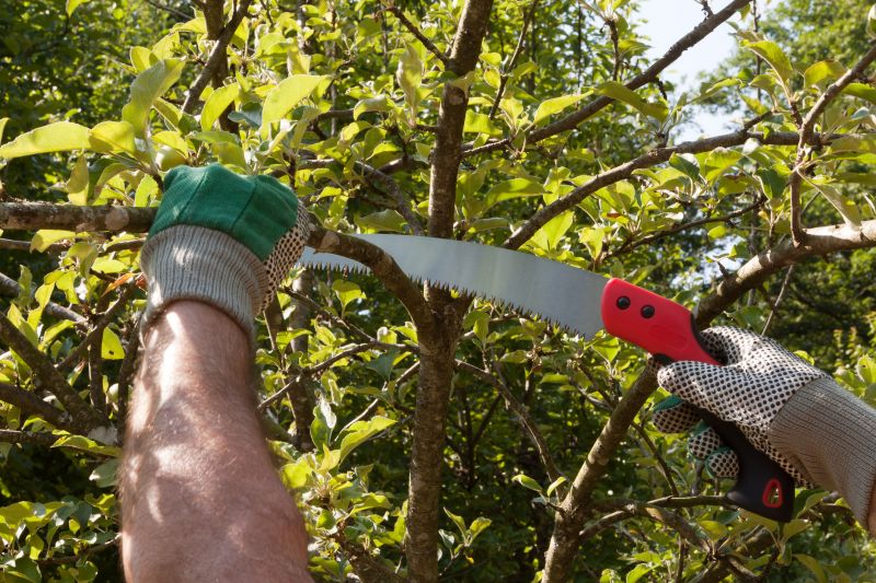 Elm Tree Removal in Allentown, PA