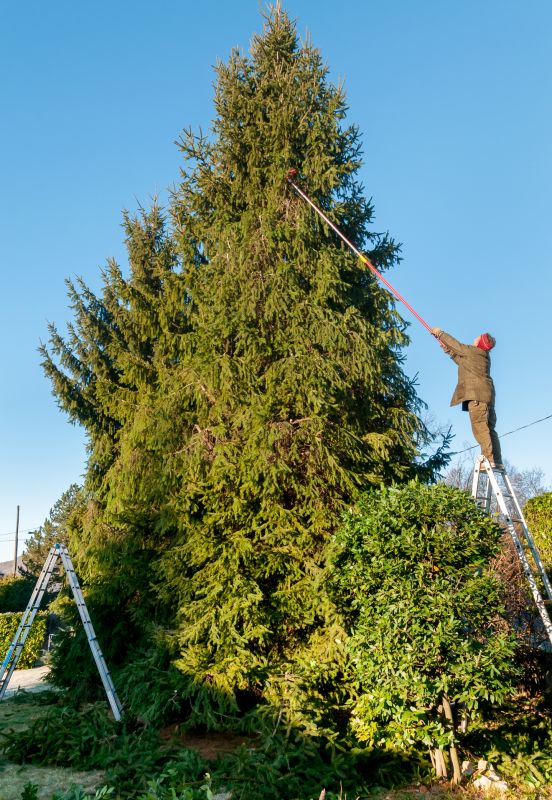 Emergency Tree Trimming in Reno, NV