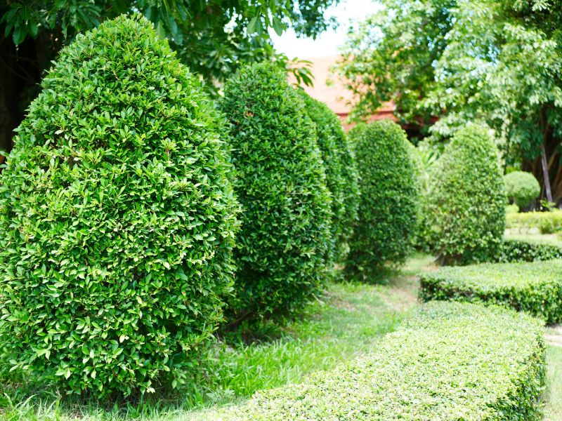 Evergreen Hedge Trimming in Aiken, SC