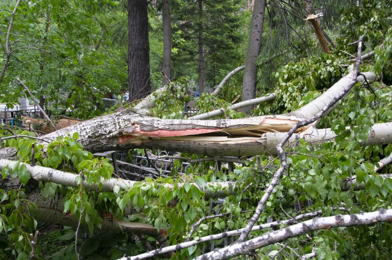 Fallen Tree Removal in Bucks County, PA