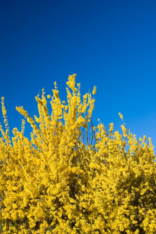 Forsythia Pruning in Ventura County, CA