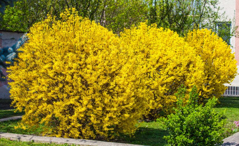 Forsythia Pruning in Rockwall, TX
